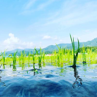 ふるさと納税 新庄市 厳選ササニシキ(精米) 1kg |  | 02