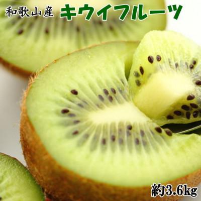 ふるさと納税 紀の川市 和歌山県産キウイフルーツ約3.6kg(サイズおまかせ)・秀品