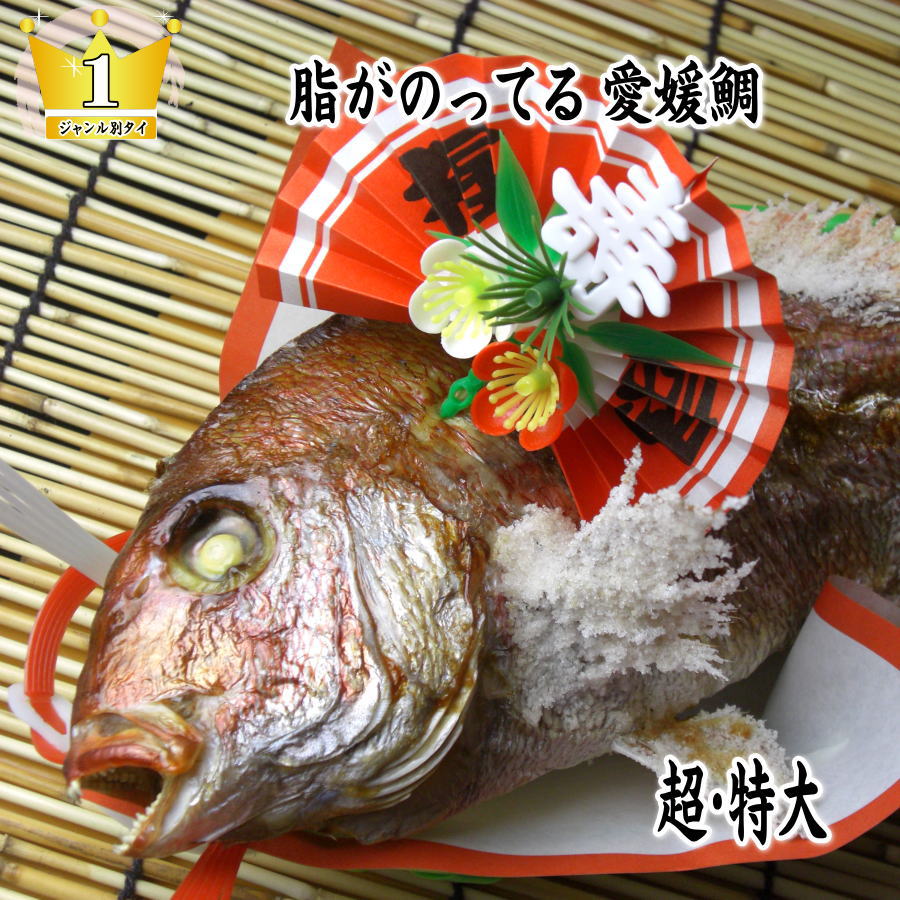 【ふるさと納税】天然祝鯛　炭火焼　2kgアップ（愛媛活け鯛）　お届け：※12月15日申し込み分までは年内配送、16日申し込み以降は1月14日以降のお届け。