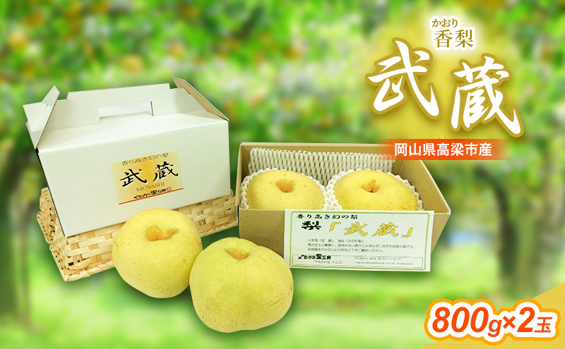 早期受付 香梨 武蔵 約800g×2玉 岡山 和梨 梨 なし ナシ 新興 幸水 果物 フルーツ 