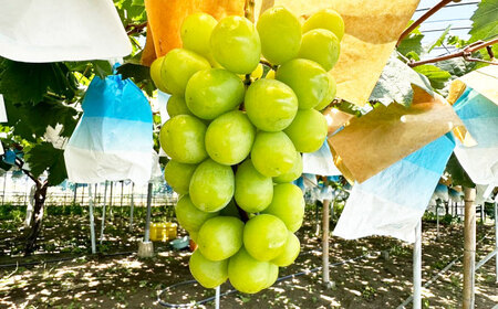 シャインマスカット 約2kg（3房）/ シャインマスカット しゃいんますかっと ぶどう ブドウ / 南島原市 / ガマダスぶどう園[SGL001]