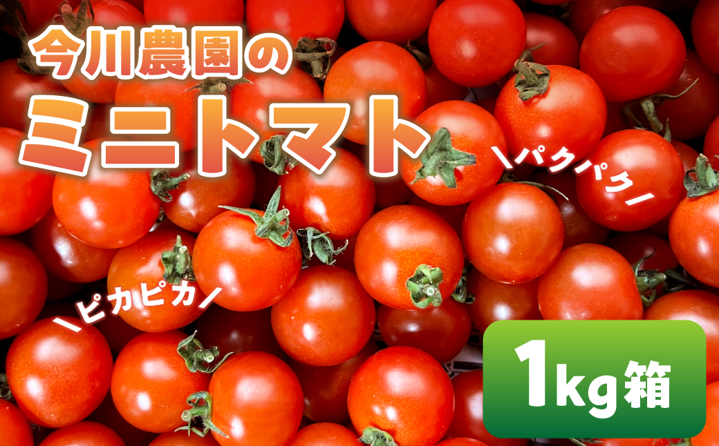 【ふるさと納税】【先行予約】今川農園のミニトマト 1kg 先行予約受付 期間限定 季節限定 野菜 国産 完熟 やさい フルーツ トマト 完熟 千果 ミニトマト プチ お弁当 贈り物 おやつ サラダ 送