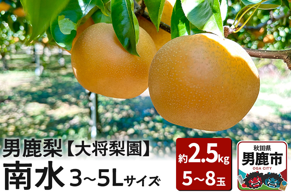 【先行受付】男鹿梨 「大将梨園」南水 約2.5kg 5〜8玉 3〜5L 梨 秋田県 男鹿市 旬の果物