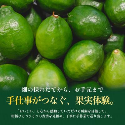 ふるさと納税 八幡浜市 【見た目訳あり、味は本物】グリーンレモン 5kg 愛媛県産 防腐剤・ワックス不使用【99-32】 |  | 01