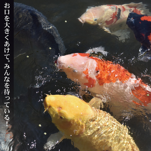 さいたま水族館 年間パスポート 引換券 小人 観光 魚 お出かけ 水族館 埼玉県 羽生市