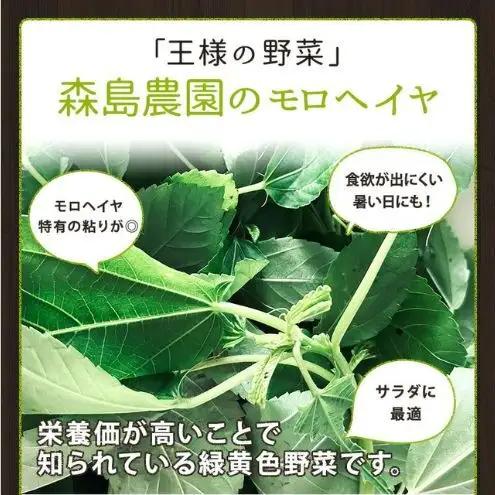 浜松市産 森島農園のモロヘイヤ 約40g×10袋 モロヘイヤ 野菜 葉物野菜 緑黄色野菜 天ぷら おひたし 和食 静岡 浜松市