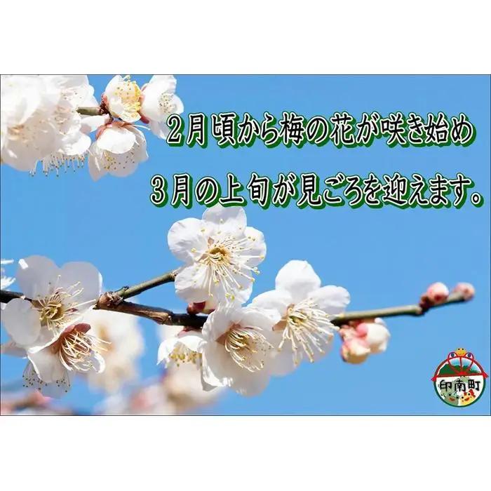 訳あり 【家庭用】紀州南高梅　こんぶ梅　1.2kg