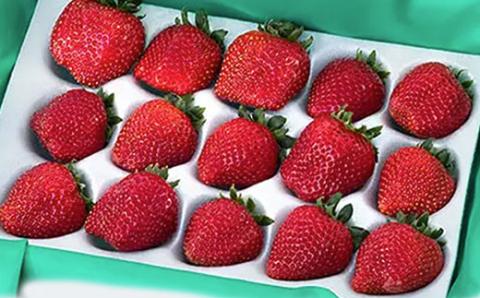 先行予約【2025年12月中旬より順次発送】大網白里市発祥のイチゴ「真紅の美鈴」15粒又は18粒 M005