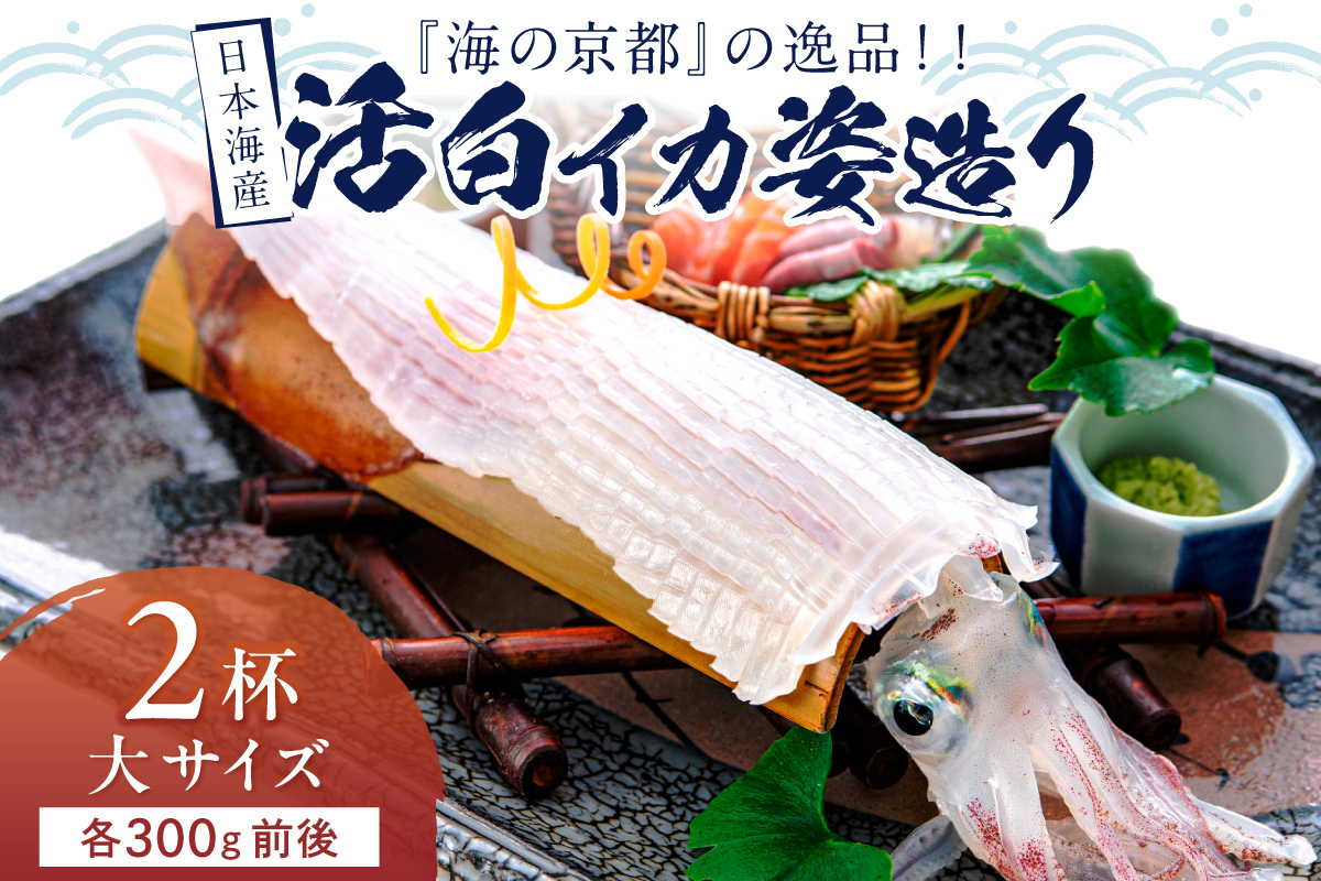 日本海産『海の京都』の逸品！！　活白イカ姿造り（クリスタル白いか）大サイズ 2杯（300g前後）（2027年6月上旬～発送） ふるさと納税 海鮮 鮮度抜群 新鮮 海鮮 いか イカ 簡単調理 生産者応援 送料無料 生食 魚介類 活イカ 日本海産 刺身 BBQ 美味 逸品　YK00694