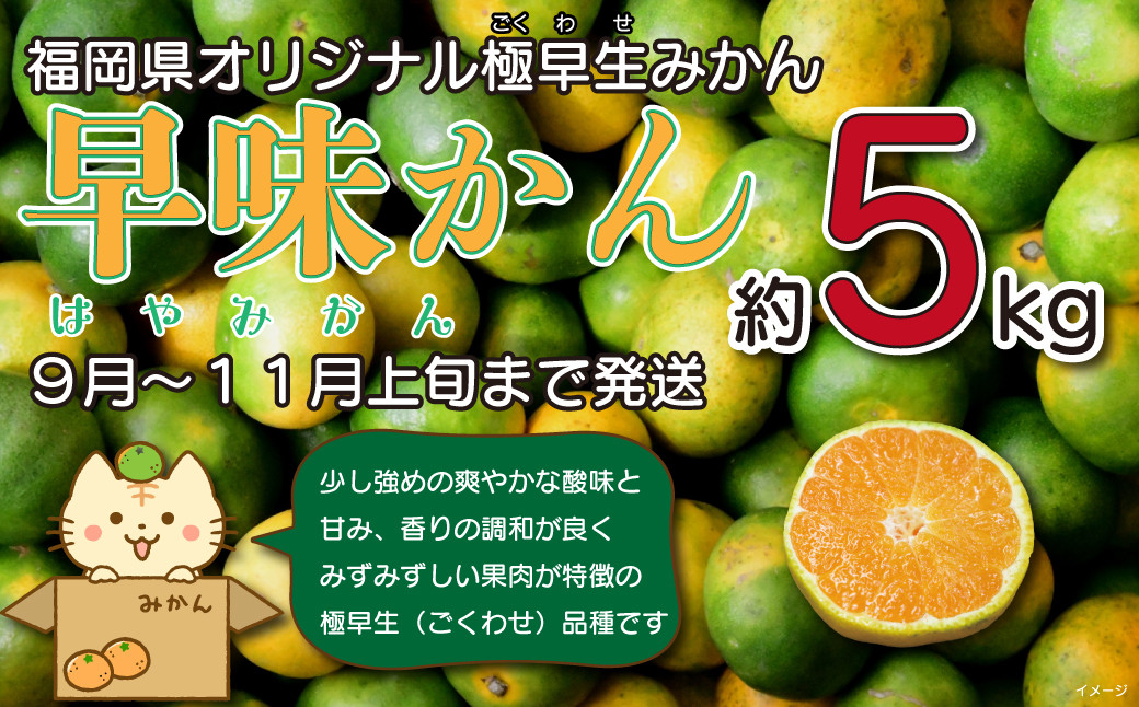 
【2022年9月～11月上旬まで発送】 産地直送！福岡県オリジナル品種 極早生みかん『早味かん』 約5kg みかん
