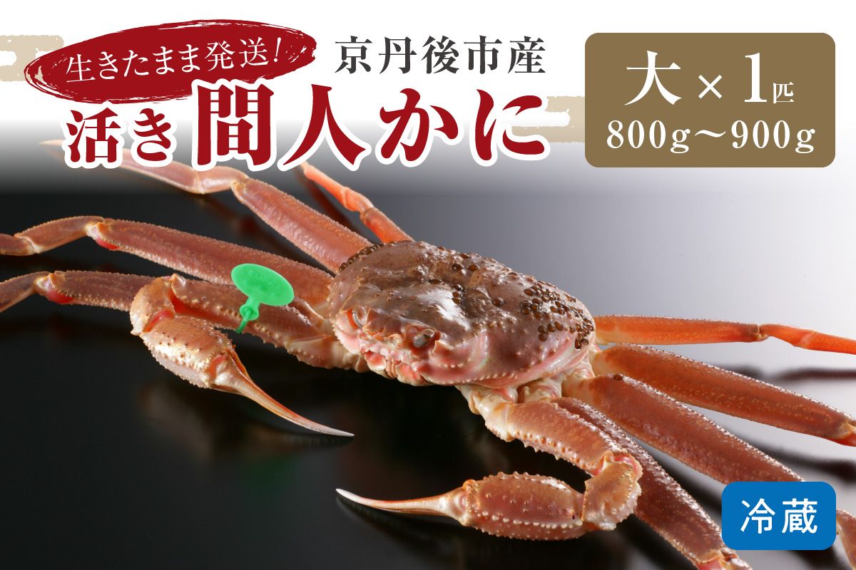 かに卸し問屋がお届け・浜競り厳選！幻の活間人ガニ 800ｇ～900ｇ 大サイズ（1月～3月発送）／北畿水産　HK00304