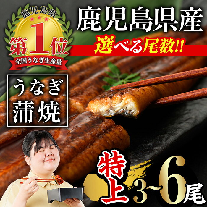 【ふるさと納税】＜尾数が選べる！＞無投薬！鹿児島県産うなぎ蒲焼セット＜特上＞(計480g以上〜計960g以上・ 160g以上×3尾〜6尾) タレ・山椒付き 鰻 うなぎ 蒲焼 ウナギ 急速 冷凍 6尾 ひつまぶし 鹿児島県産 国産【西日本養鰻】