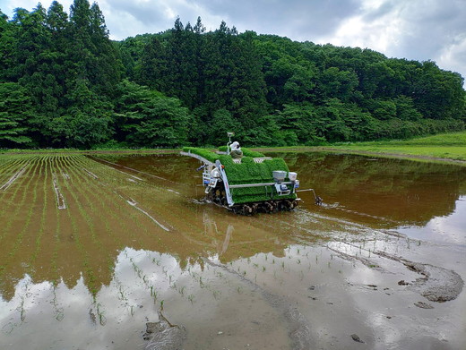 那須高原 令和7年産 コシヒカリ 10キロ 精米〔P-402〕 ｜ 新米 白米 10kg こしひかり 米 こめ コメ ごはん ご飯 産地直送 期間限定 季節限定 栃木県 那須町 ※2025年10月中旬
