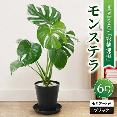 【ふるさと納税】観葉植物 モンステラ 6号セラアート鉢 ブラック/ホワイト【配送不可地域：離島・沖縄県】【G1707555】