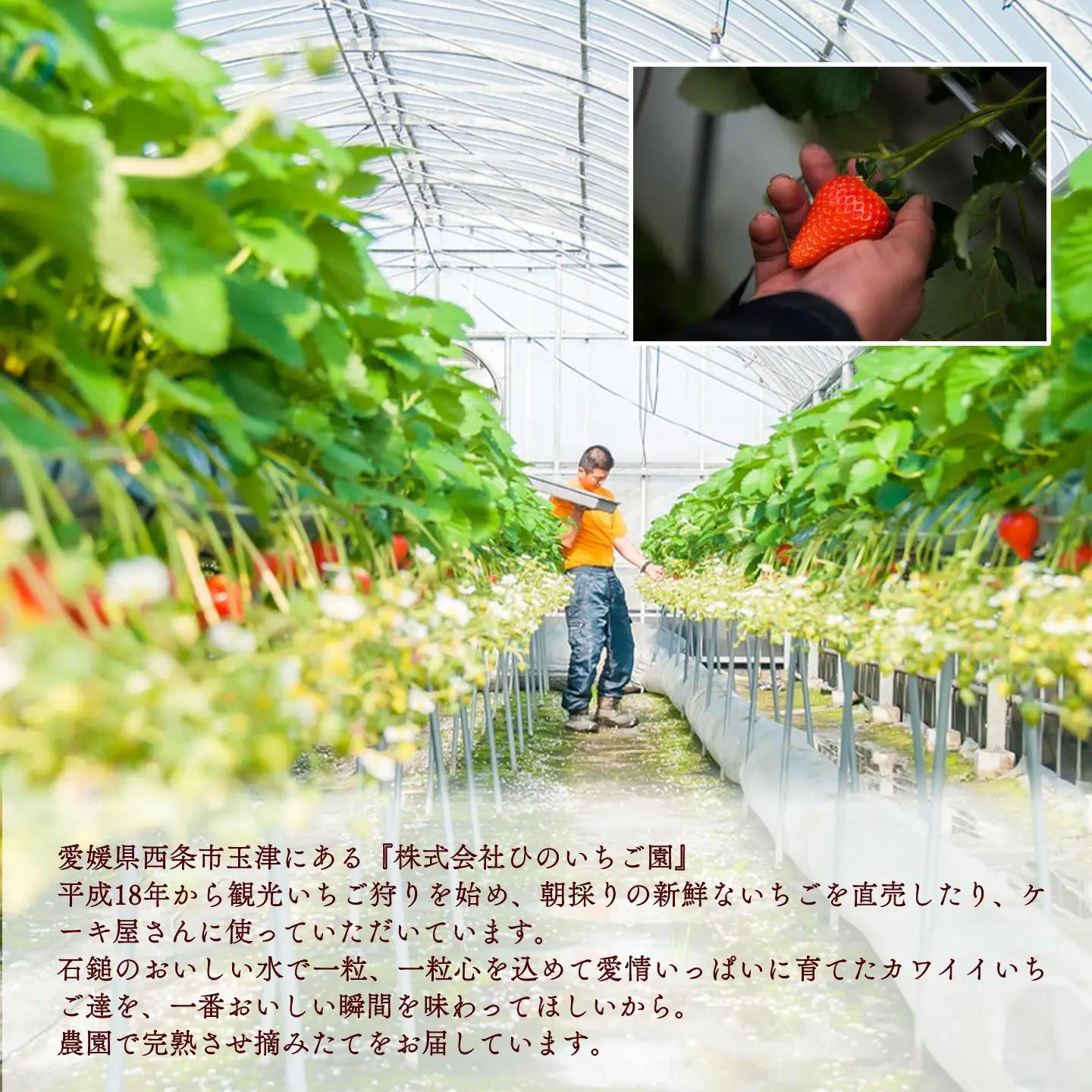 いちご 摘みたて完熟「ひのいちご」（約180ｇ×4トレー）11月下旬~4月発送