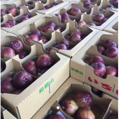 ふるさと納税 紀の川市 【8月上旬以降お届け】朝採りいちじく |  | 03