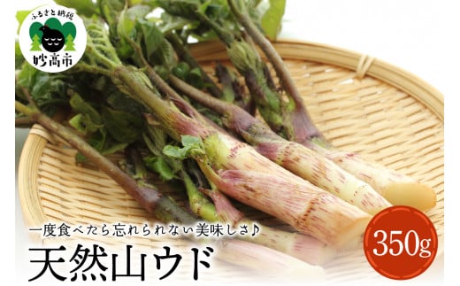 【4月中旬より発送】天然山ウド