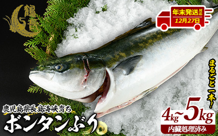 ＜2024年12月27日発送予定＞ボンタンぶりまるごと一本(内臓処理済) ぶり 柵 刺身 ブリ 切り身 鰤 1本 鮮魚 下処理済み 鮮魚 1匹 刺身 ぶりしゃぶ ぶりかま 【鶴長水産】turu-607