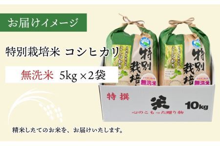 【先行予約】 令和6年産 特別栽培米コシヒカリ 5kg ×2袋（無洗米） ※2024年9月20日以降順次発送 [B-005002]