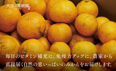 【 訳あり 】 天空 の 果樹園 から届く そら みかん ( 10kg )【C45-28】【1339407】
