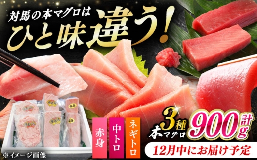 【12月中にお届け】対馬産 本マグロ 3種 計900g（赤身/中トロ/ネギトロ）《対馬市》【対海】 [WAH029-12]