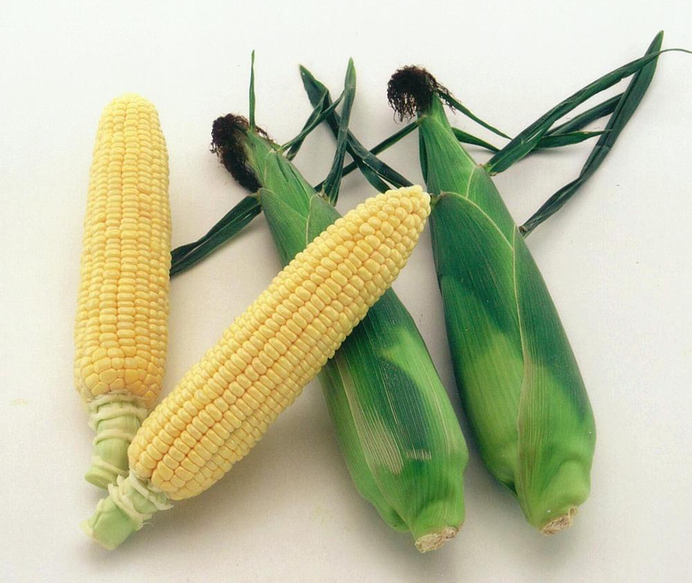 朝採れスイートコーン　10本（ホワイト/イエロー　各5本）