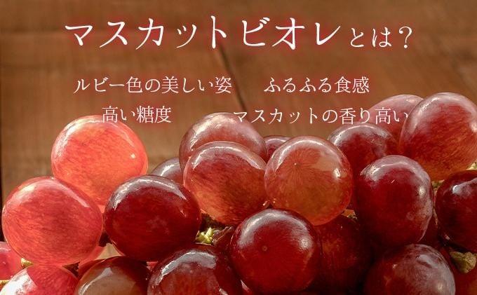 ＜2026年発送分 先行予約＞10月～11月発送お土産マスカットビオレ1kg箱【029-a009】