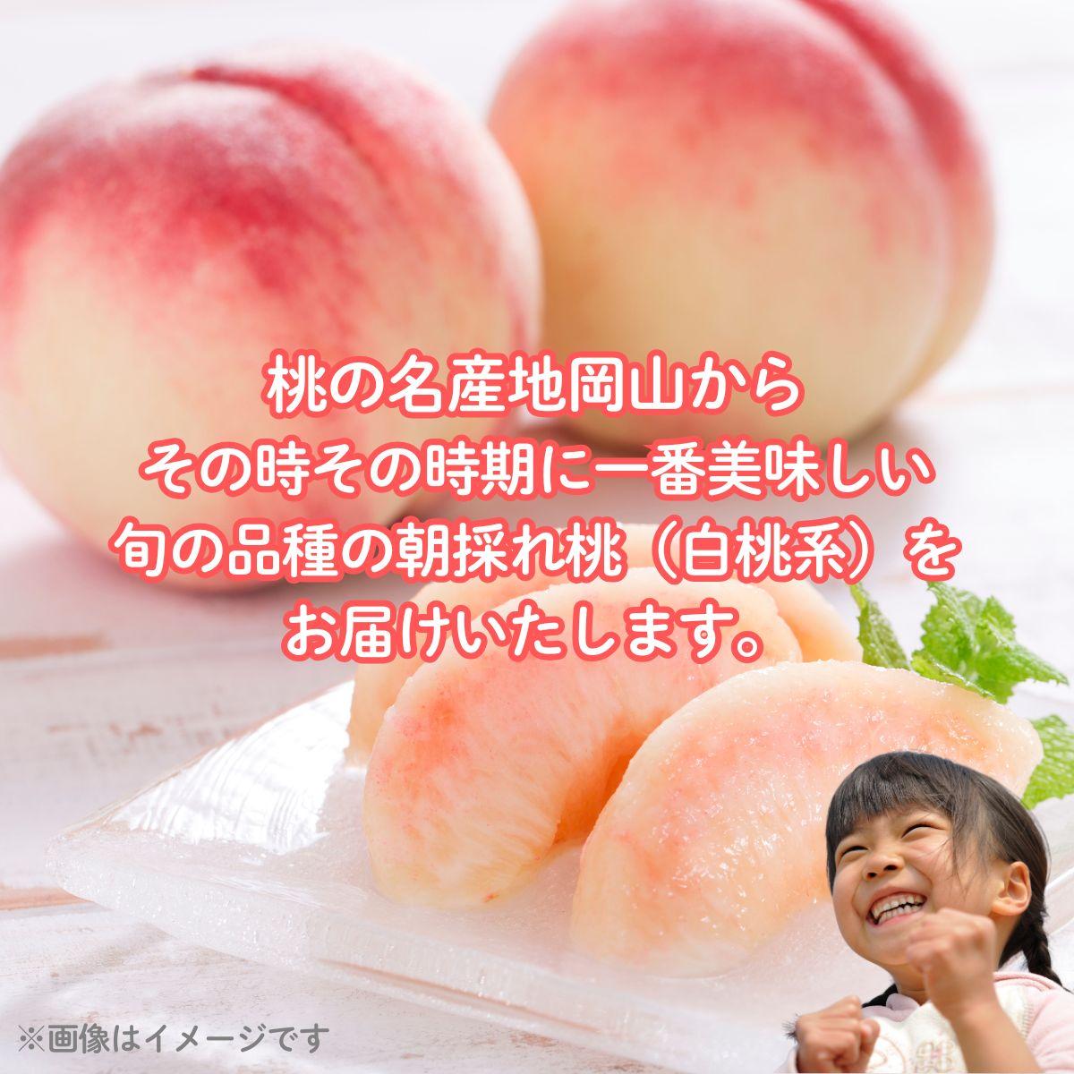 【2026年先行予約】［大原観光果樹園］岡山県産 旬の朝採れ白桃 1箱（約3kg 8玉）【026-a020】 約3kg8玉