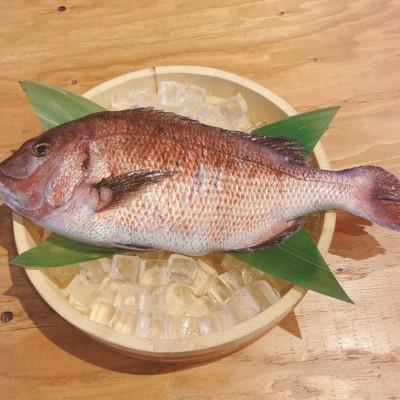 ふるさと納税 沼津市 沼津産　マダイのひもの40袋 |  | 01