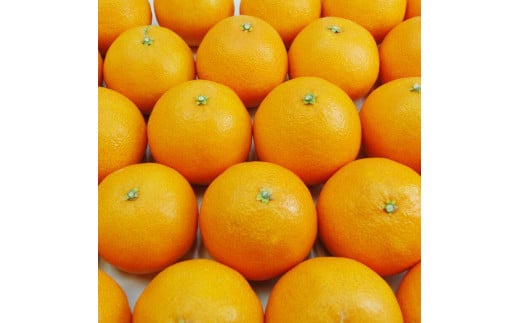 訳あり あいか 愛果 28号 約4kg | 紅まどんな と同品種 みかん 柑橘 訳あり 不揃い 愛媛県 松山市