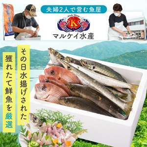 【D09002】【3回定期便】魚屋さんの選んだ新鮮お魚詰め合わせ(約6～8人分) 鹿児島 国産 九州産 産直 産地直送 鮮魚 新鮮 魚 海産物 お刺身 煮つけ 焼き魚【マルケイ水産】