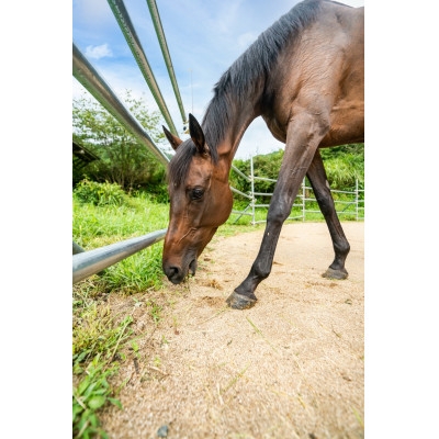 
                  岡山県津山市の20分乗馬体験_乗馬 乗馬体験 初心者OK 津山アクティビティ アウトドア レジャー 岡山県 津山市【1608188】
                
