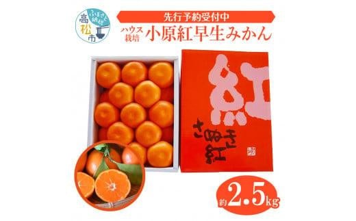 とっても貴重　ハウス小原紅早生みかん　約2kg【2025-6月中旬～2025-8月上旬配送】