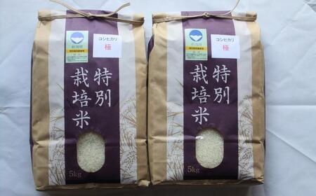 特別栽培米 コシヒカリ 「極」 10kg (5kg×2袋) 令和7年産 一等米 こしひかり 新潟県認証 精米 アグリ巧房【024S027】