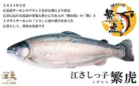 北海道産 サーモン切り身（塩）9切れ　小分けの食べ切りサイズ個包装　純国産ブランドサーモン『江さしっ子 繁虎』　「浜のかあさん」手作り　活締め加工　新鮮真空パック冷凍　保存料不使用　北海道江差産トラウ