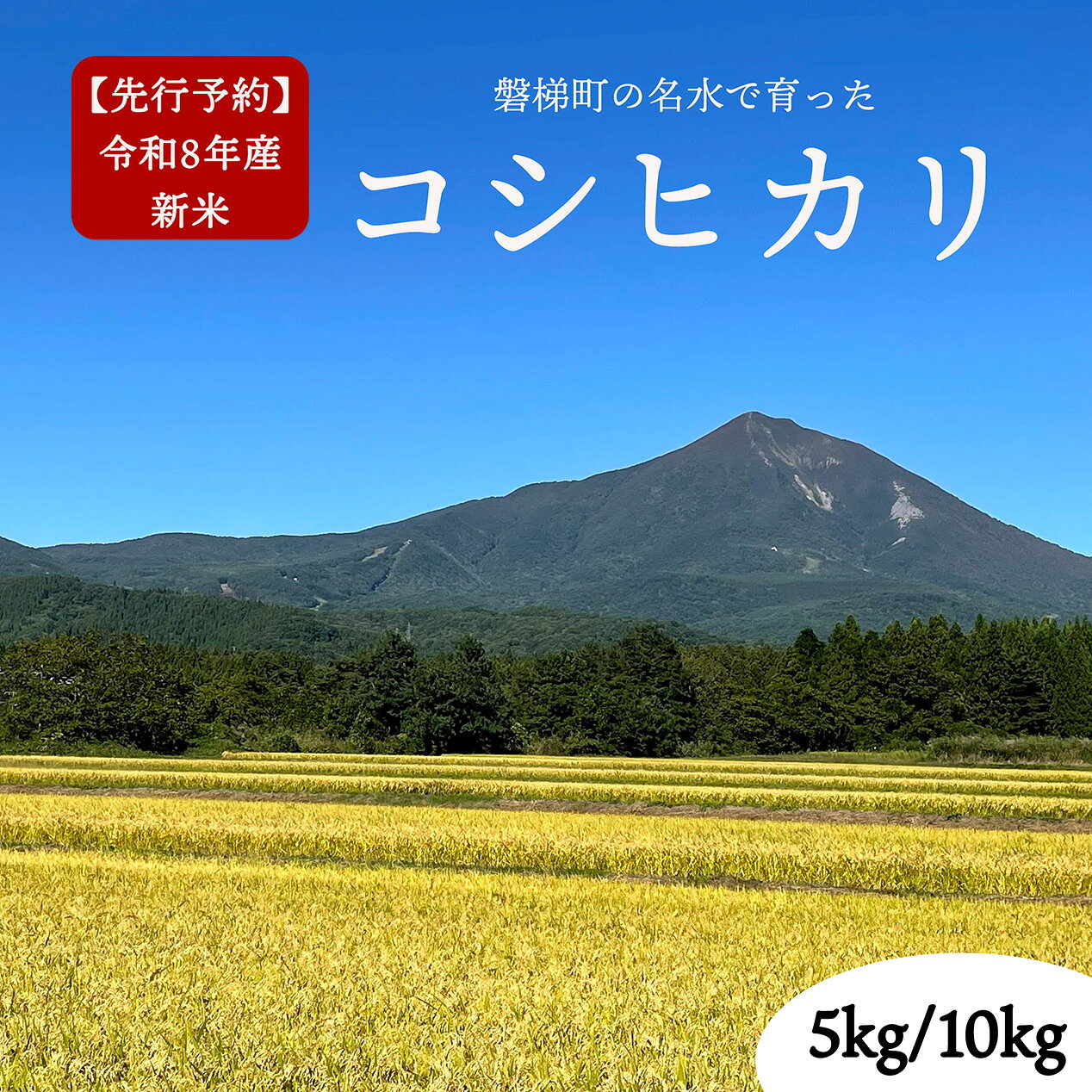 【ふるさと納税】【先行予約】【令和8年産・新米】コシヒカリ5kg／10kg　磐梯町の名水で育ったコシヒカリ　発送時期を選択　会津産米　磐梯町産米　福島県産精米