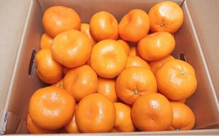 静岡県産 青島みかん 3L 約 7kg 先行予約 2026年12月下旬より順次出荷