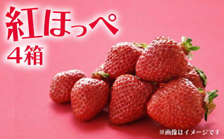 いちご 紅ほっぺ 4箱 計1.4kg | イチゴ べにほっぺ 苺