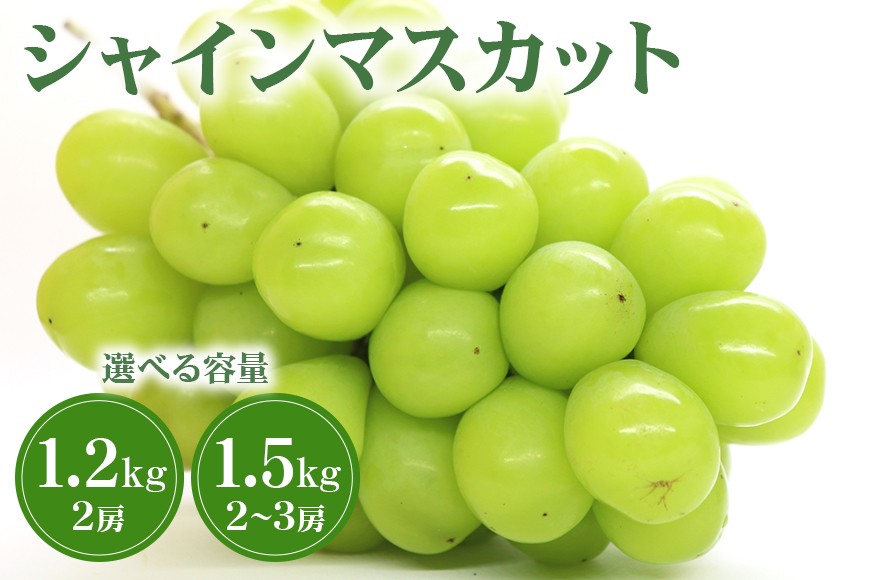 
                  【 2026年 先行予約 】 シャインマスカット 1.2kg 1.5kg 選べる 鈴木ぶどう園 2房 2房 ～ 3房 ぶどう ブドウ 国産 種なし 果物 くだもの 1.5キロ 種無し 皮ごと食べられる 甘い フルーツ 10月 発送 旬 秋 茨城県産 産地直送 産直 農家直送 冷蔵 茨城県 石岡市 (A07-sku-004)
                