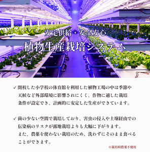 【 定期便１２回 】 みらい乃野菜 はんなりレタス 12袋（720g）×12回 ： レタス 水耕栽培レタス
