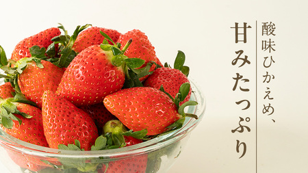 【 2026年1月上旬発送開始 】 完熟 やよいひめ 260g×4パック 国産 いちご イチゴ 苺 茨城県産 [BC007sa]