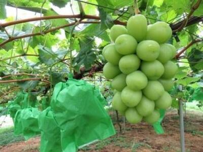 【先行予約】内子町産 シャインマスカット 青秀以上 3～5房 約2kg ★2024年8月下旬から発送★【シャインマスカット 大人気 愛媛県 シャインマスカット 美味しいシャインマスカット 人気 シャイ