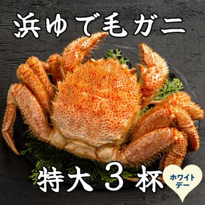 ふるさと納税 紋別市 【ホワイトデー】流氷明け浜ゆで毛ガニ　特大3杯