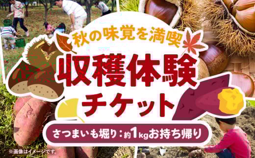 収穫体験 チケット さつまいも掘り 約1kgお持ち帰り 有限会社水野果樹園《90日以内に出荷予定(土日祝除く)》千葉県 流山市 収穫 体験 サツマイモ 体験 野菜