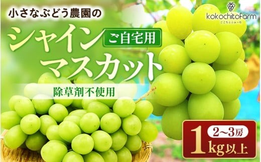 
            【2026年先行予約】 ここちとふぁーむ 【ご自宅用】 岡山県産 シャインマスカット 2～3房 1kg以上 【koko002-02】
          