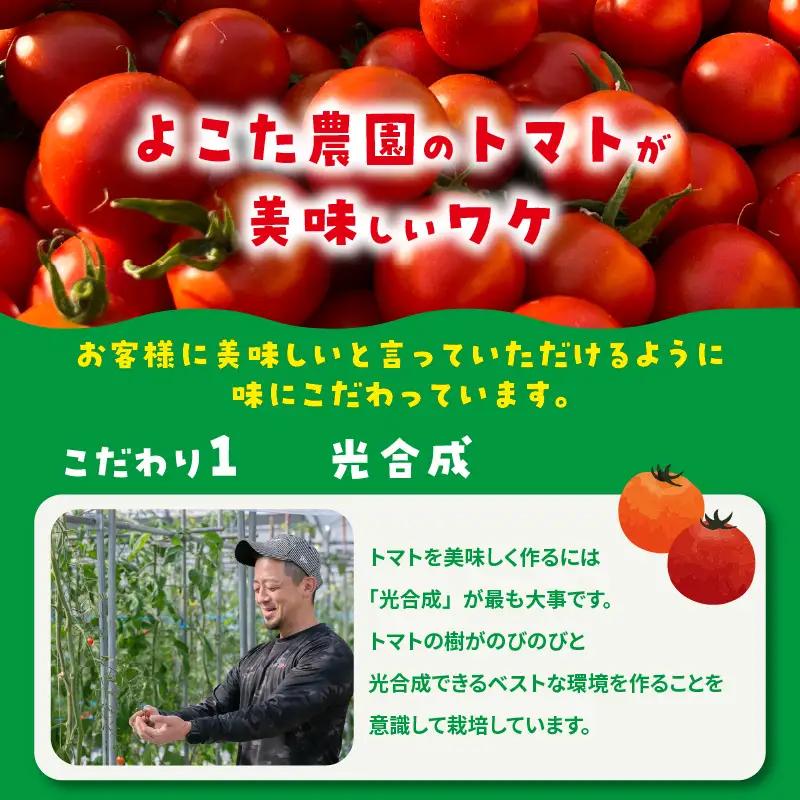 【先行予約】【2027年1月中旬以降発送】フルーツトマト　フラガール2.8kg（へたなし）