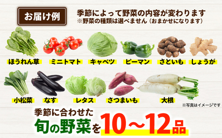 【年5回コース定期便】【数量限定】合志の旬のお野菜10〜12品目【一般社団法人クラッシーノこうし】[AYAB020]