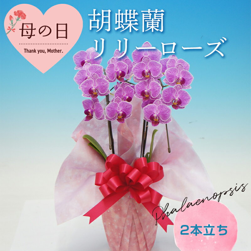 【ふるさと納税】 【母の日ギフト】胡蝶蘭 リリーローズ 2本立ち こちょうらん コチョウラン 母の日 お花 贈り物 プレゼント ギフト フラワーギフト F21E-554