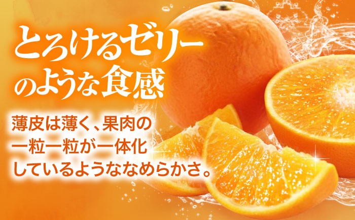 紅まどんな 赤秀 3個入（JA愛媛たいき管内産）