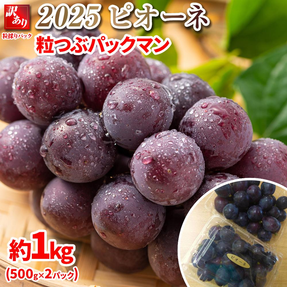 【ふるさと納税】【先行予約】2025　ピオーネ 　粒つぶパックマン【訳ありパック】2パック 　約1キロ　長野県産【10月初旬頃～順次発送予定】 国際特許有機肥料栽培 | フルーツ 果物 くだもの 食品 人気 おすすめ 送料無料